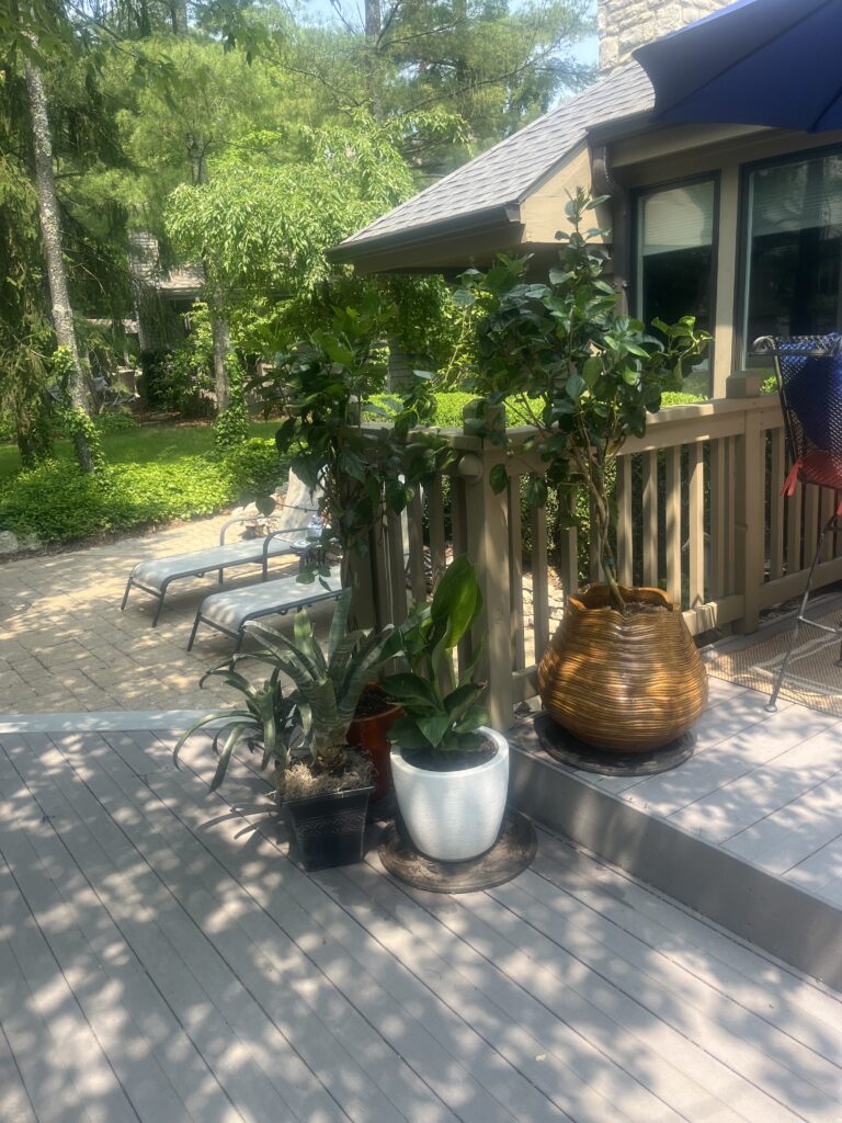 IMG_2956 - Flores Landscapes Large-leaf tropical plants used to create a private backyard oasis