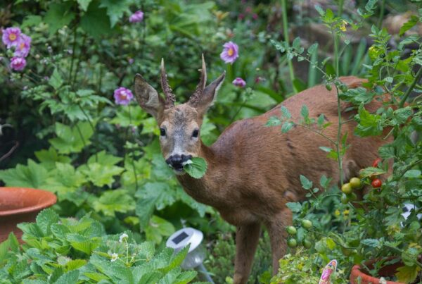 why deer are eating central ohio gardens