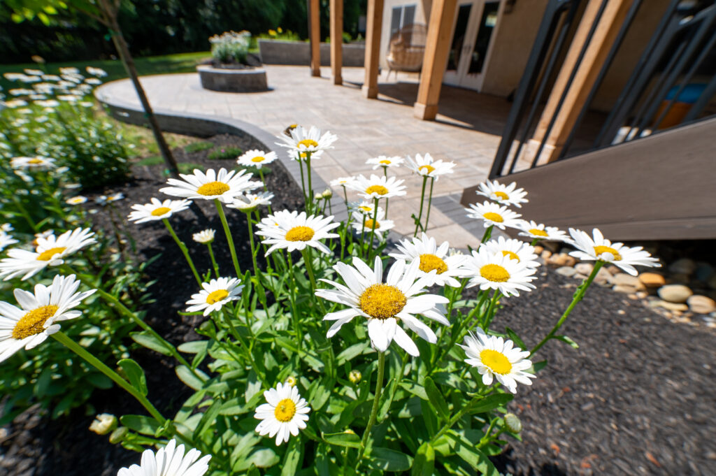 FloresLandscapingLarenBPatio-7 - Flores Landscapes Shasta Daisies among a mulched landscape next to a paver patio